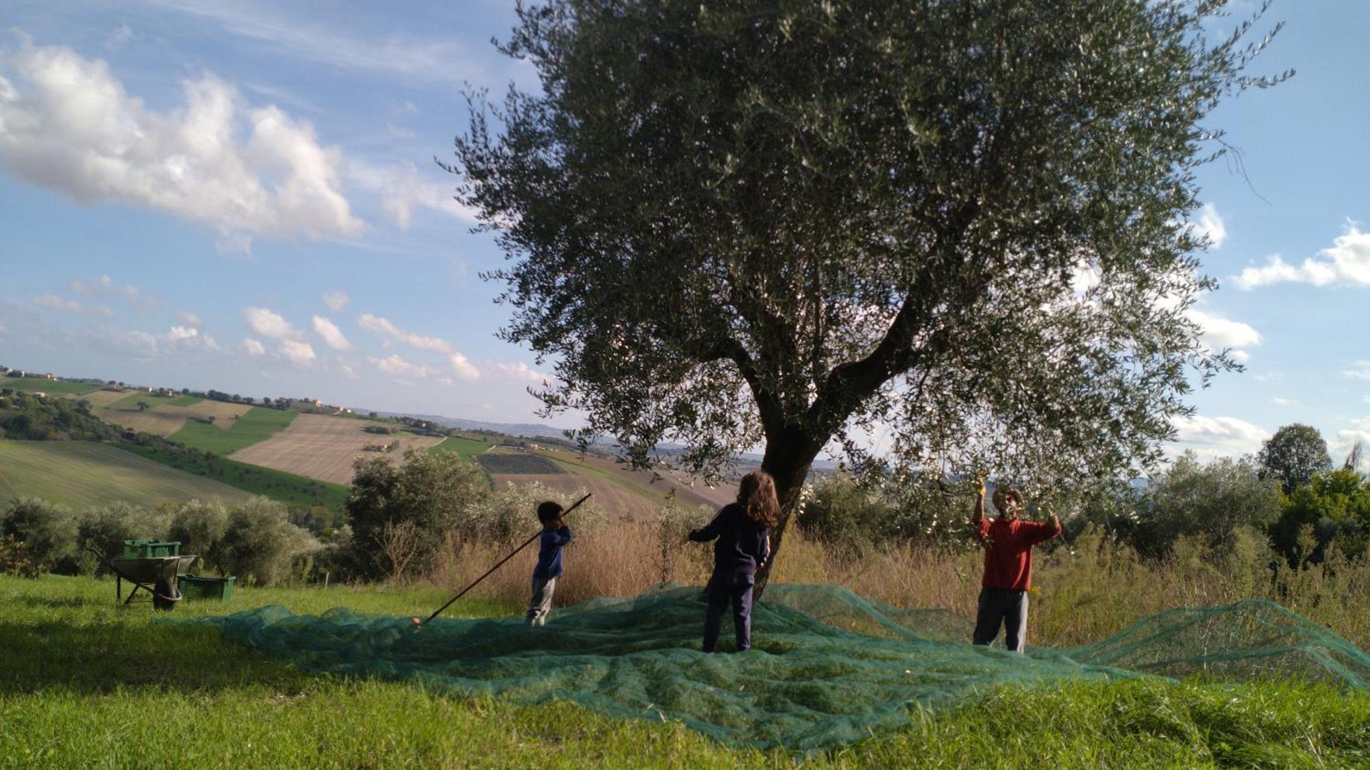 Agriturismo Campo Aperto Belvedere Ostrense エクステリア 写真